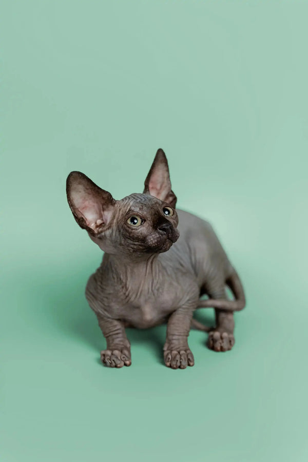 Adorable Hairless Sphynx kitten Mocha with big ears and cute wrinkles