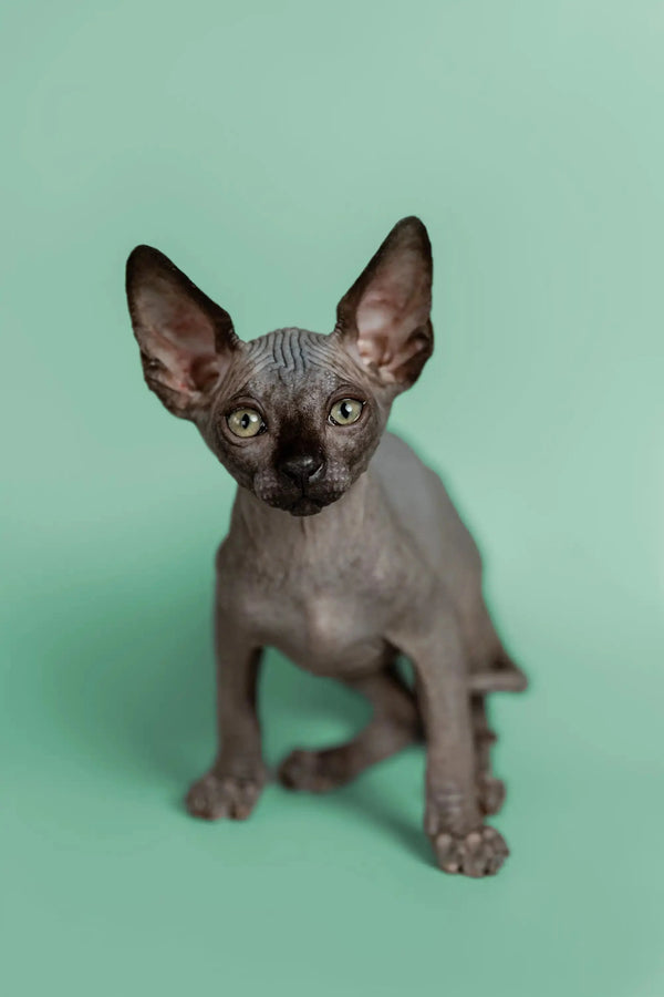 Adorable Mocha, a hairless Sphynx kitten, features big ears and cute wrinkled skin