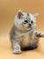 Adorable gray and white Maine Coon kitten raising one paw in cuteness overload