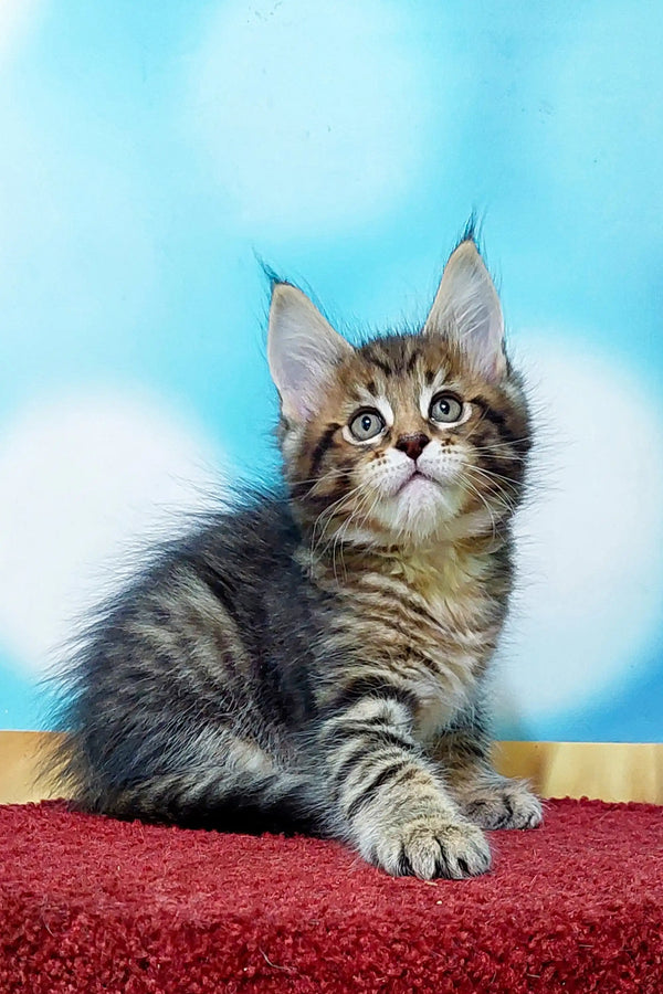Adorable Tabby Coon Kitten with fluffy fur and wide eyes on a red surface