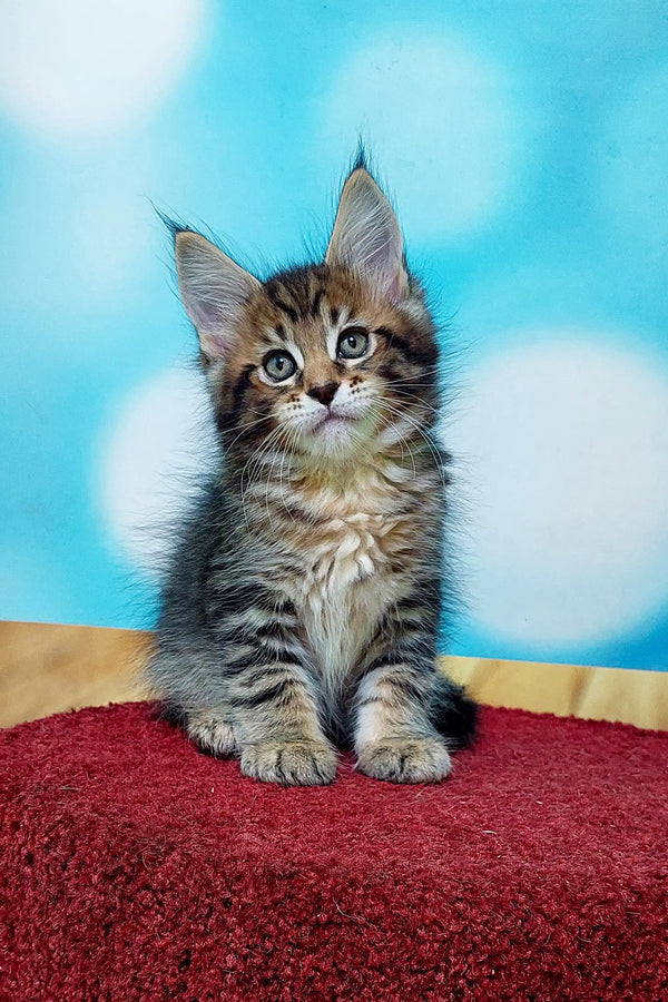 Adorable Maine Coon kitten with fluffy fur and alert eyes sitting upright