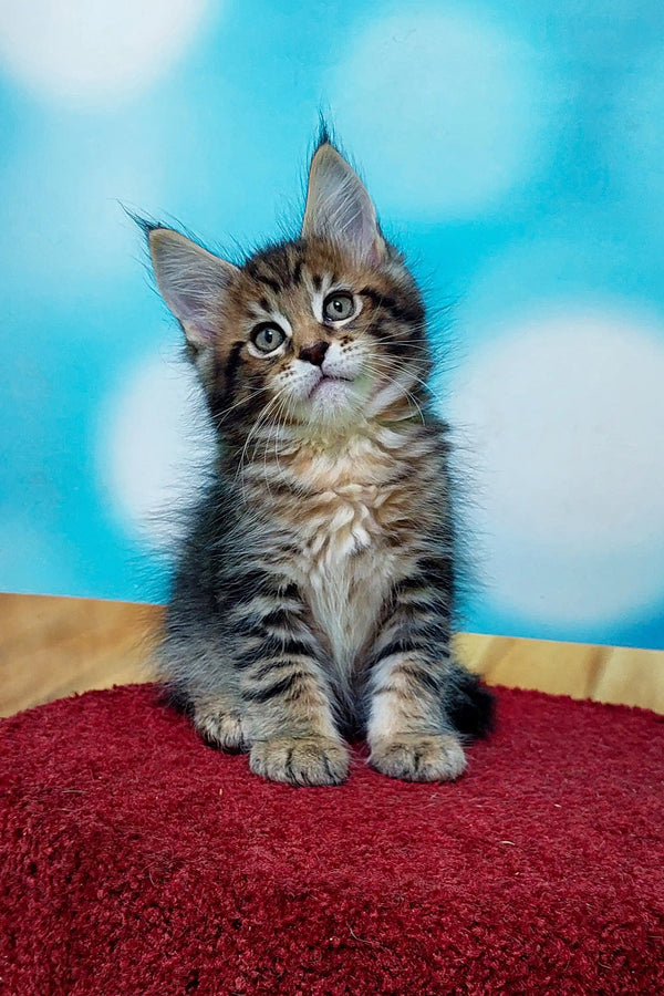 Adorable Maine Coon kitten sitting upright on a vibrant red surface