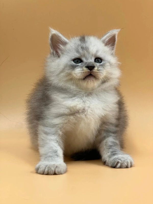 Fluffy gray and white Maine Coon kitten sitting upright, looking adorable and playful