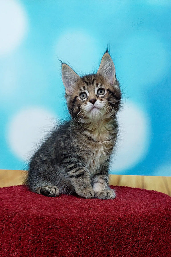 Adorable Maine Coon kitten with fluffy fur sitting on a red surface, looking alert