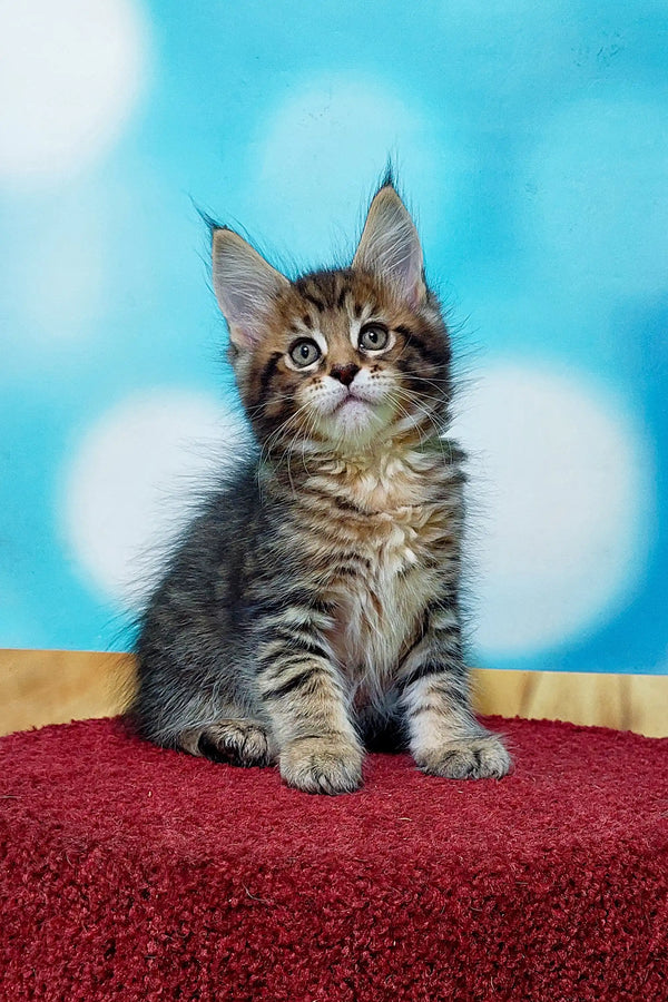 Adorable Maine Coon kitten with fluffy fur sitting on a red surface