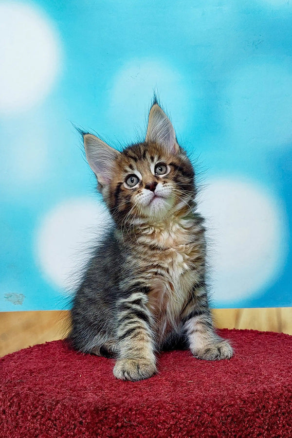 Adorable Maine Coon kitten with fluffy fur sitting on a red surface, looking alert