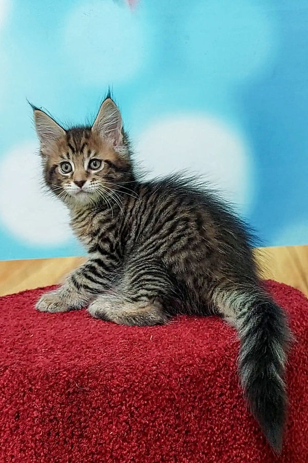 Tabby Maine Coon kitten with ear tufts and fluffy tail for Mojo Maine Coon collection