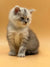 Fluffy gray and white Maine Coon kitten sitting upright, showcasing its adorable charm