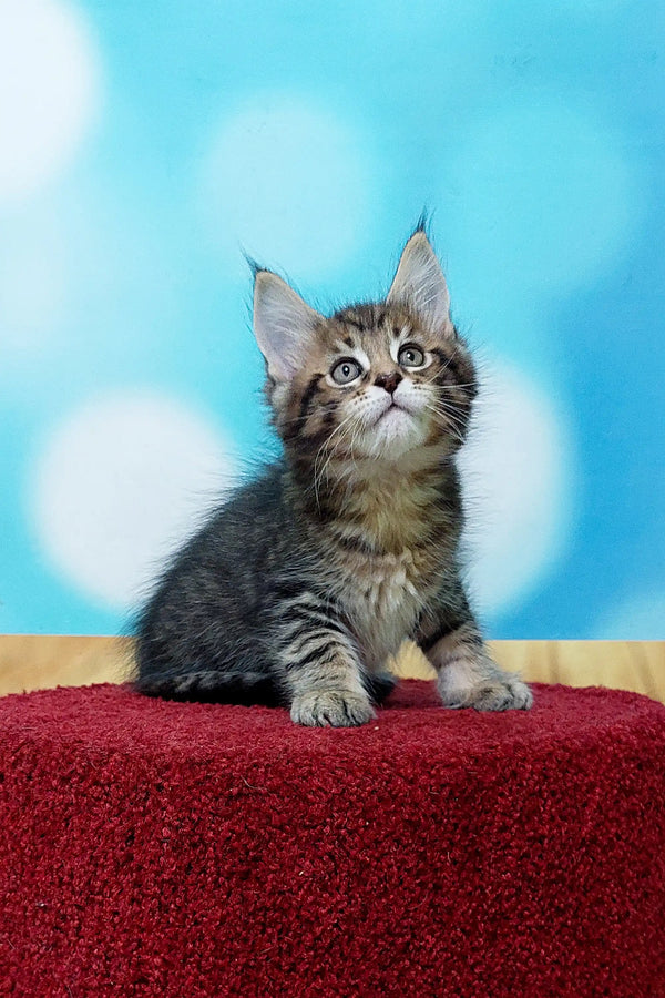 Adorable Maine Coon kitten sitting on a bright red surface, looking playful and cute
