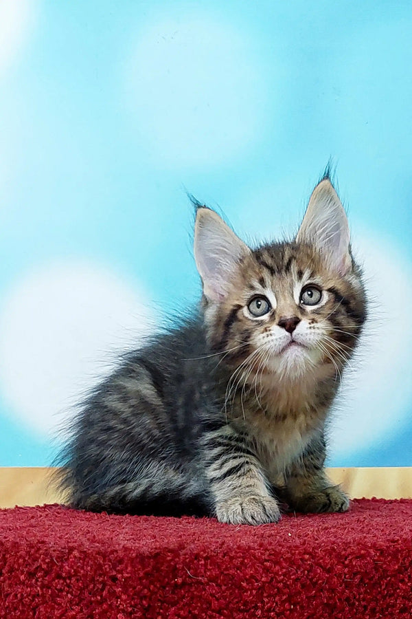 Cute Maine Coon kitten with fluffy fur and curious expression for Mojo product