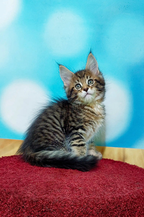 Adorable Maine Coon kitten with fluffy fur and an alert expression
