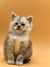 Fluffy gray and white Maine Coon kitten Mojo sitting upright, looking adorable