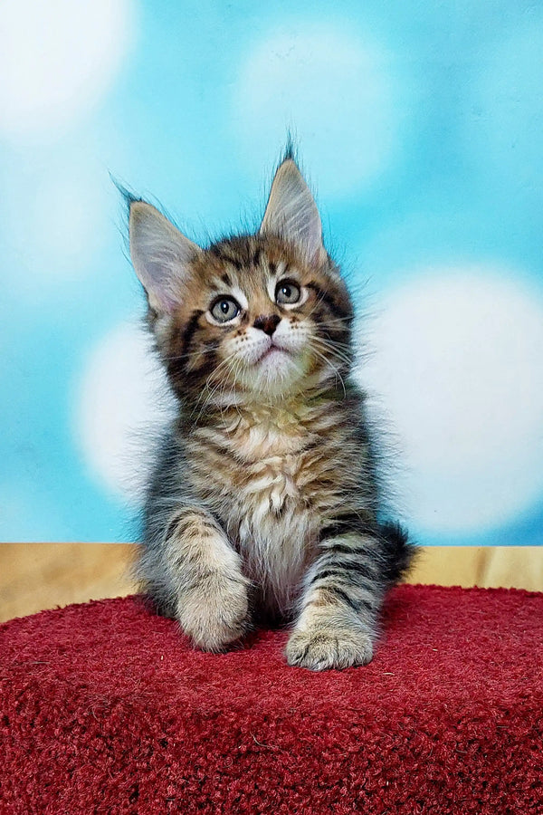 Adorable Maine Coon kitten with wide eyes sitting on a red surface