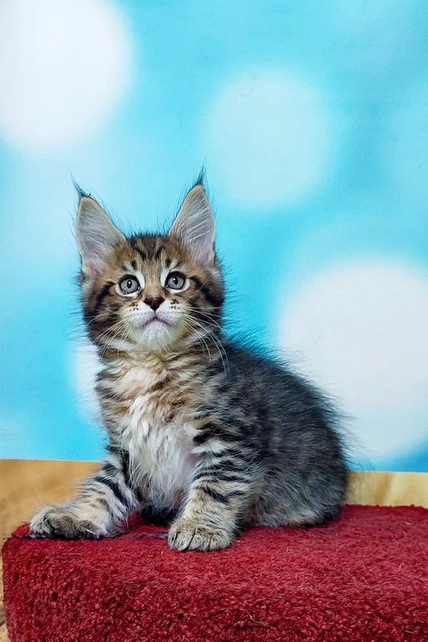 Adorable Maine Coon kitten with fluffy fur and alert eyes on a red surface