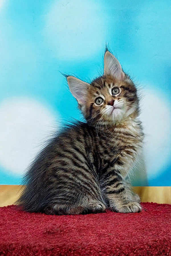 Fluffy Maine Coon kitten with big eyes and perky ears, super adorable and playful