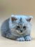 Fluffy gray Maine Coon kitten with blue eyes relaxing and looking adorable