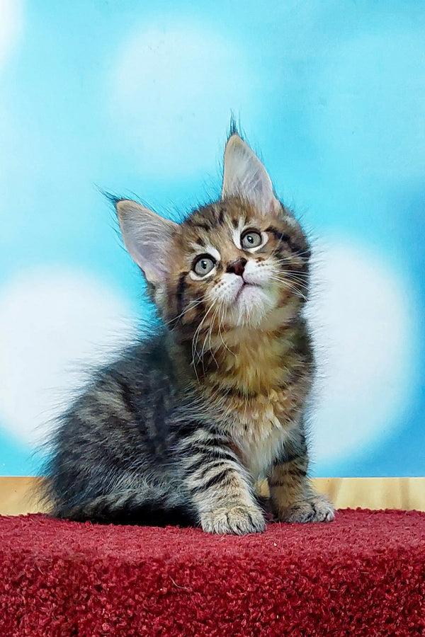 Adorable Maine Coon kitten with fluffy fur and an alert expression for Mojo