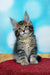 Adorable Maine Coon kitten with fluffy fur and wide eyes ready for fun and cuddles