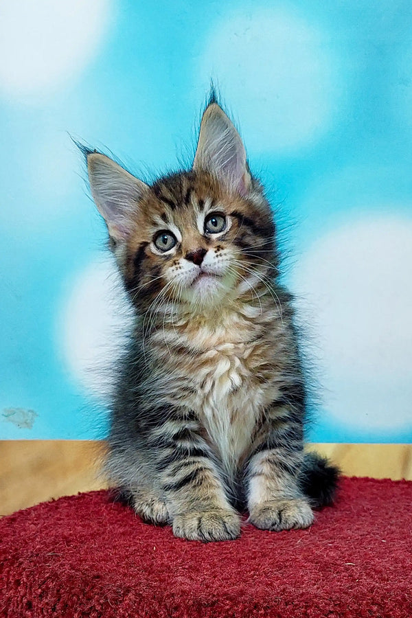 Adorable Maine Coon kitten with fluffy fur and wide eyes ready for fun and cuddles
