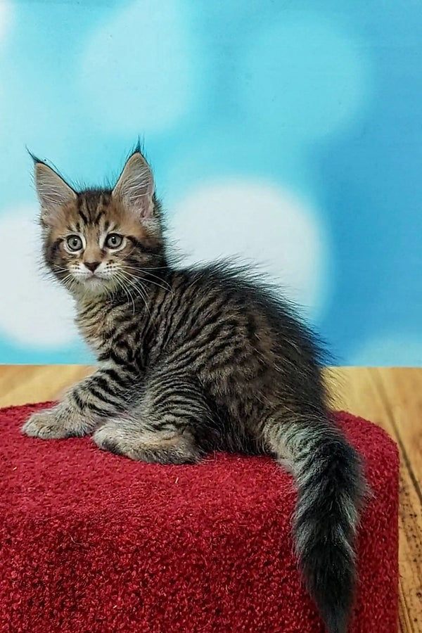 Fluffy Tabby Maine Coon kitten with pointed ears sitting on a red surface