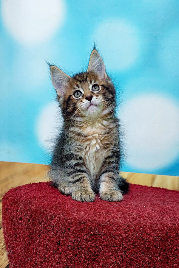 Adorable Maine Coon kitten sitting upright on a bright red surface