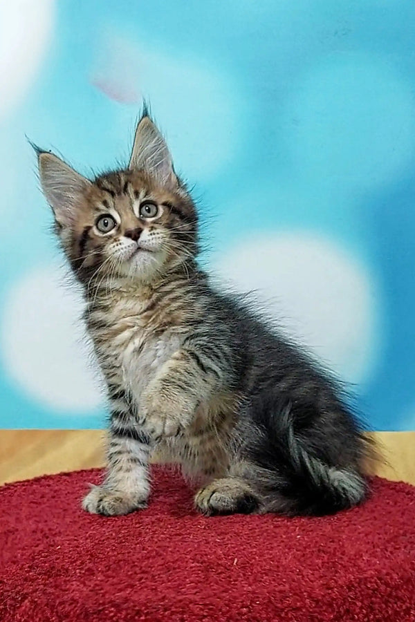 Fluffy Maine Coon kitten sitting on a vibrant red surface, looking adorable