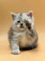 Fluffy gray Maine Coon kitten waving with one paw, super cute and playful