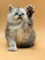 Fluffy gray Maine Coon kitten with one paw raised, showcasing its playful nature