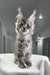 Gray Tabby Maine Coon Kitten in the Mojo product display, adorable and fluffy