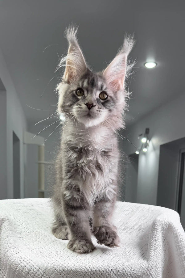 Gray Tabby Maine Coon Kitten in the Mojo product display, adorable and fluffy