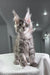 Adorable gray tabby Maine Coon kitten named Mojo ready for a playful adventure