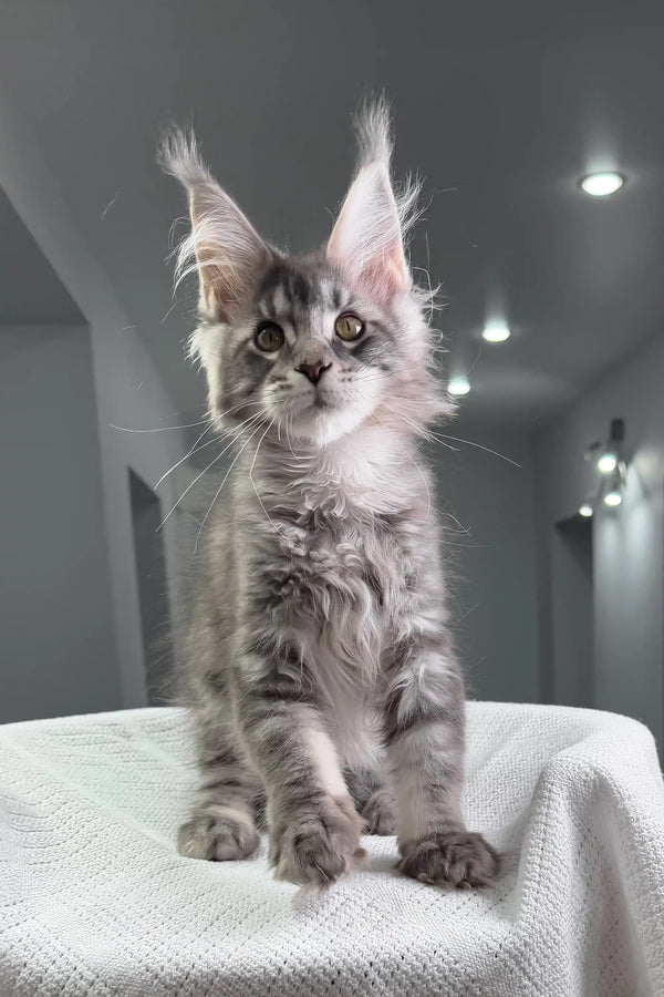Adorable gray tabby Maine Coon kitten named Mojo ready for a playful adventure