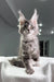 Gray tabby Maine Coon kitten playing with Mojo cat toy for playful moments