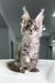 Gray tabby Maine Coon kitten Mojo looking adorable and playful in this cute product