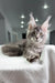 Gray tabby Maine Coon kitten named Mojo looking adorable and playful