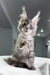 Gray tabby Maine Coon kitten named Mojo looking adorable and playful