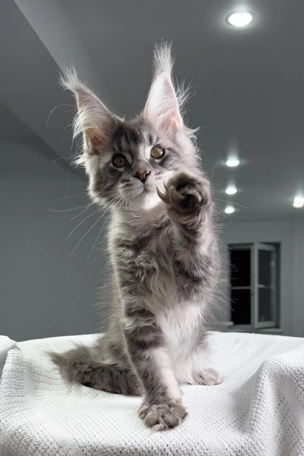 Gray tabby Maine Coon kitten named Mojo playing with a toy