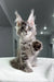 Gray tabby Maine Coon kitten named Mojo, the perfect playful companion