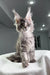 Gray tabby Maine Coon kitten named Mojo looking adorable and playful