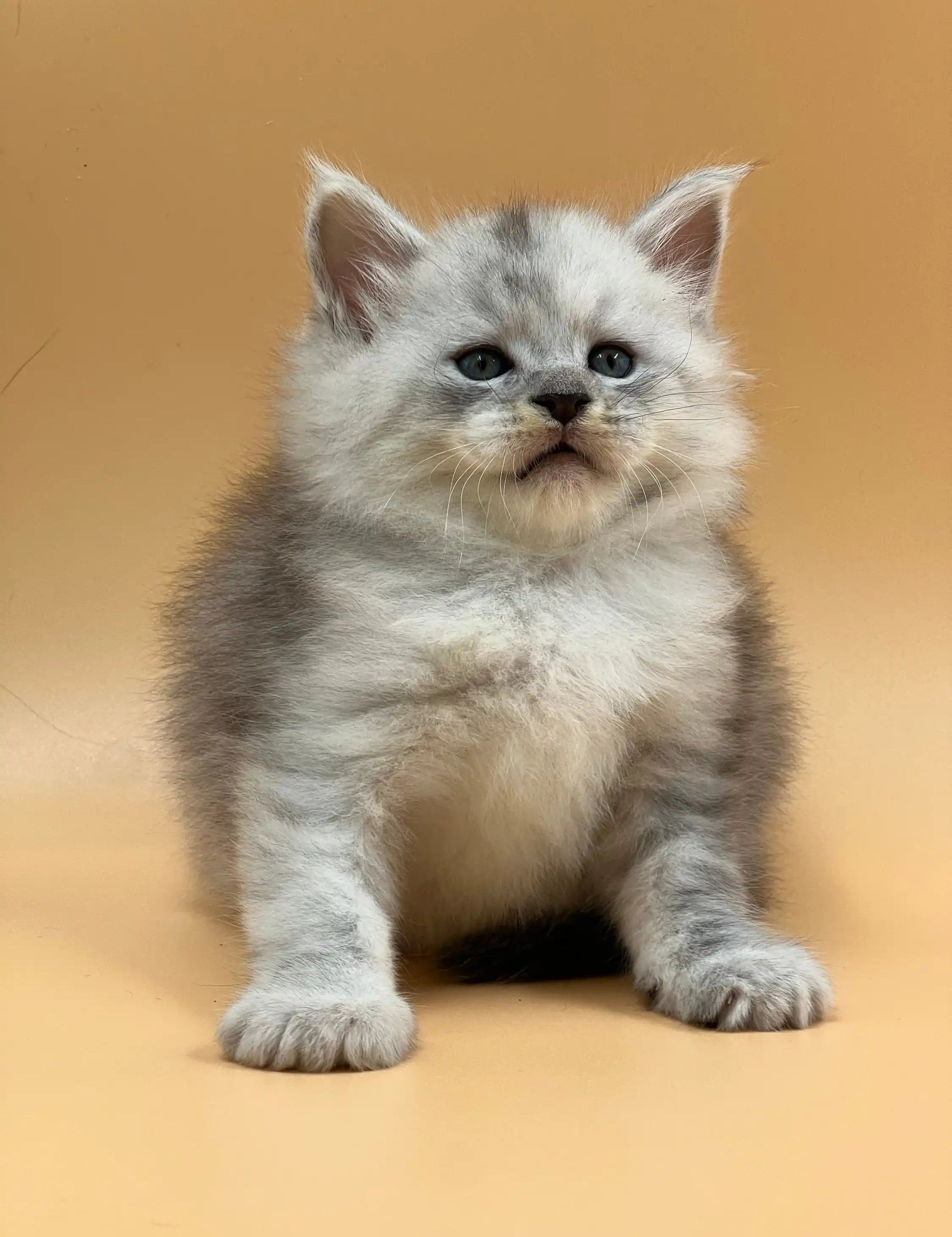 Maine Coon Kittens for Sale Mojo | Kitten