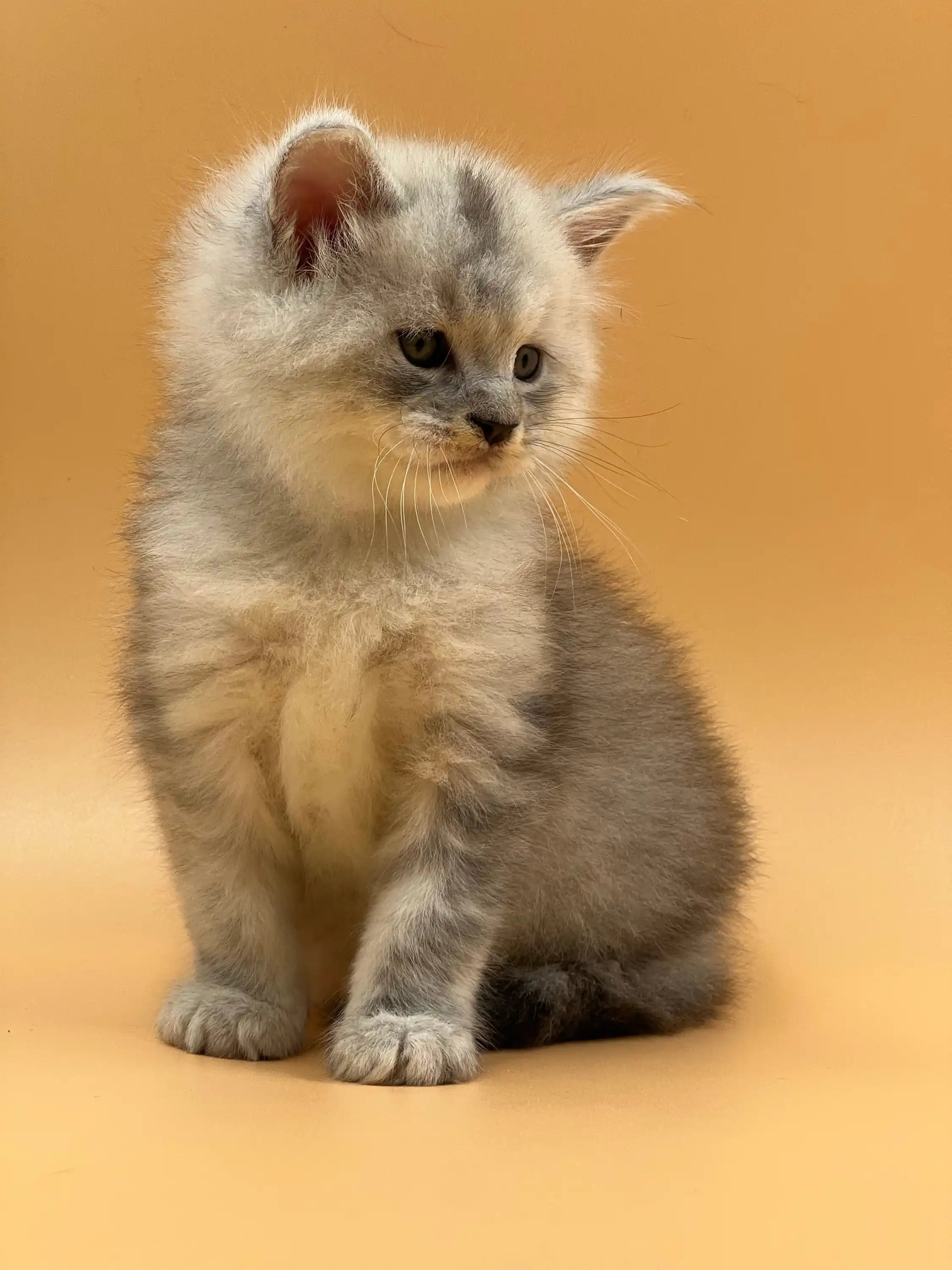 Maine Coon Kittens for Sale Mojo | Kitten