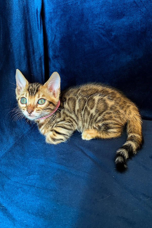 Bengal kitten Mollie showing off her striking green eyes and unique tabby markings