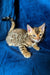 Adorable Tabby kitten with striped fur and alert expression, meet Mollie the Bengal Kitten