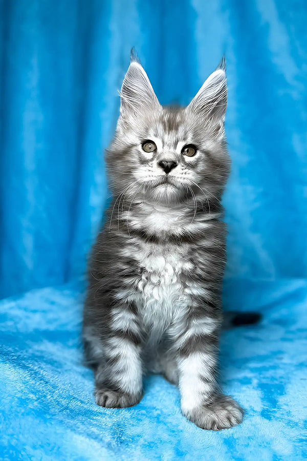 Molly | maine coon kitten