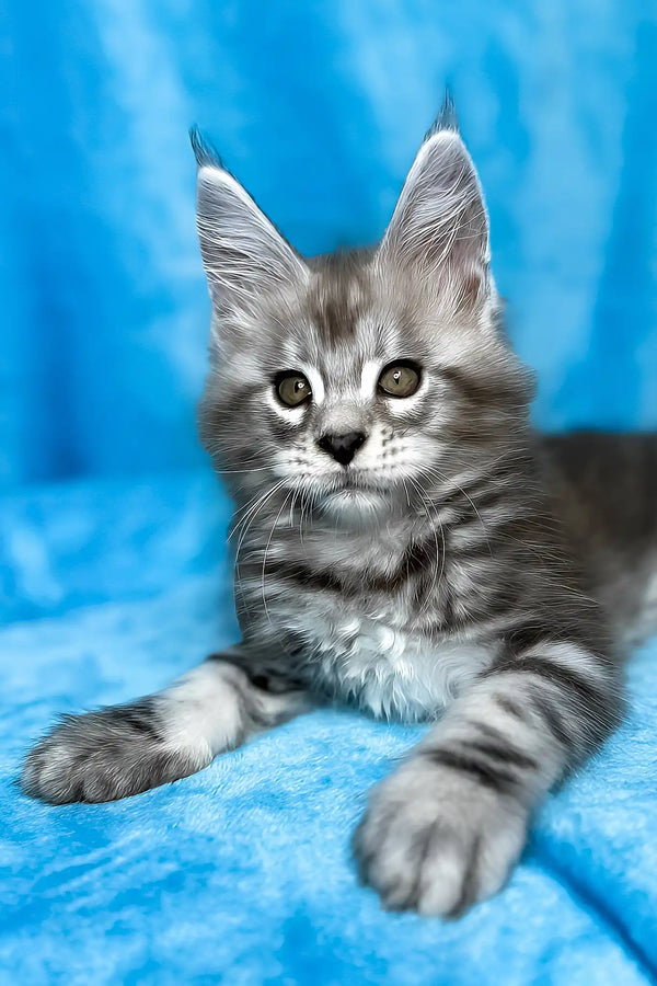 Molly | maine coon kitten
