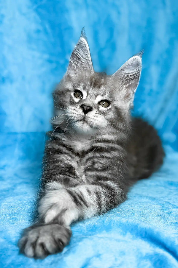 Molly | maine coon kitten