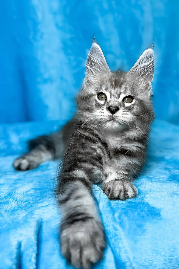 Molly | maine coon kitten