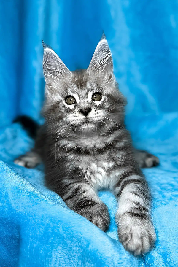 Molly | maine coon kitten