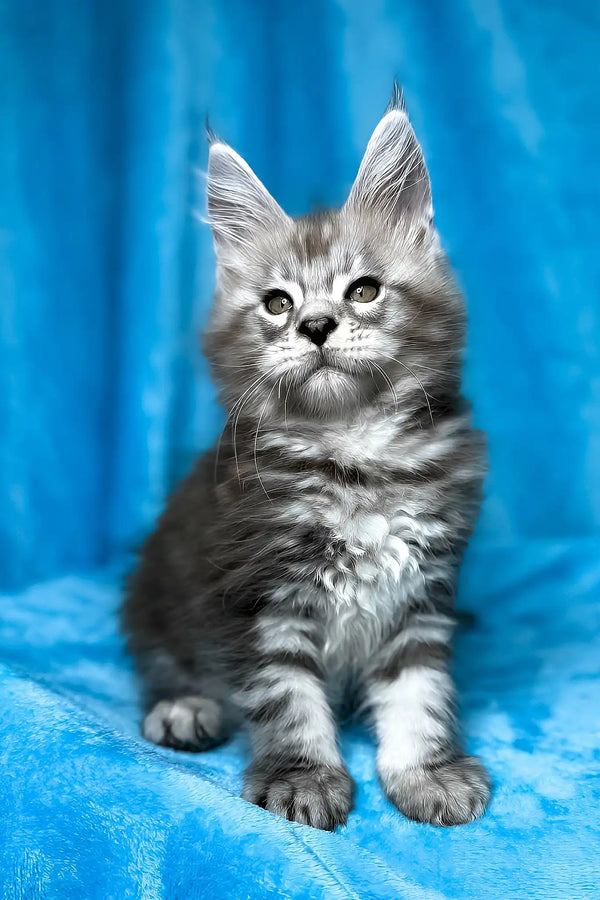 Molly | maine coon kitten