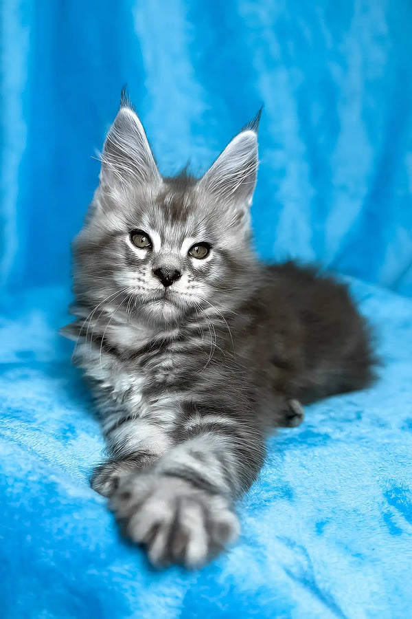 Molly | maine coon kitten